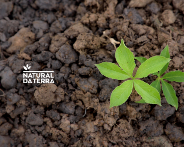 Leia mais sobre o artigo Jovem Aprendiz Natural da Terra: Saiba como participar